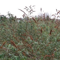 Butterfly Bush